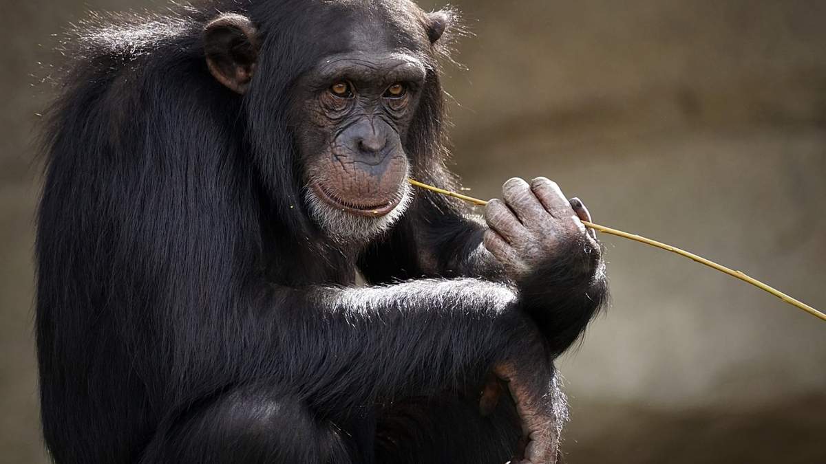 Chimpancé. Fuente: (Twitter)