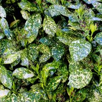 La planta que esconde un tesoro debajo de sus hojas, es fácil de cuidar y transforma cualquier rincón