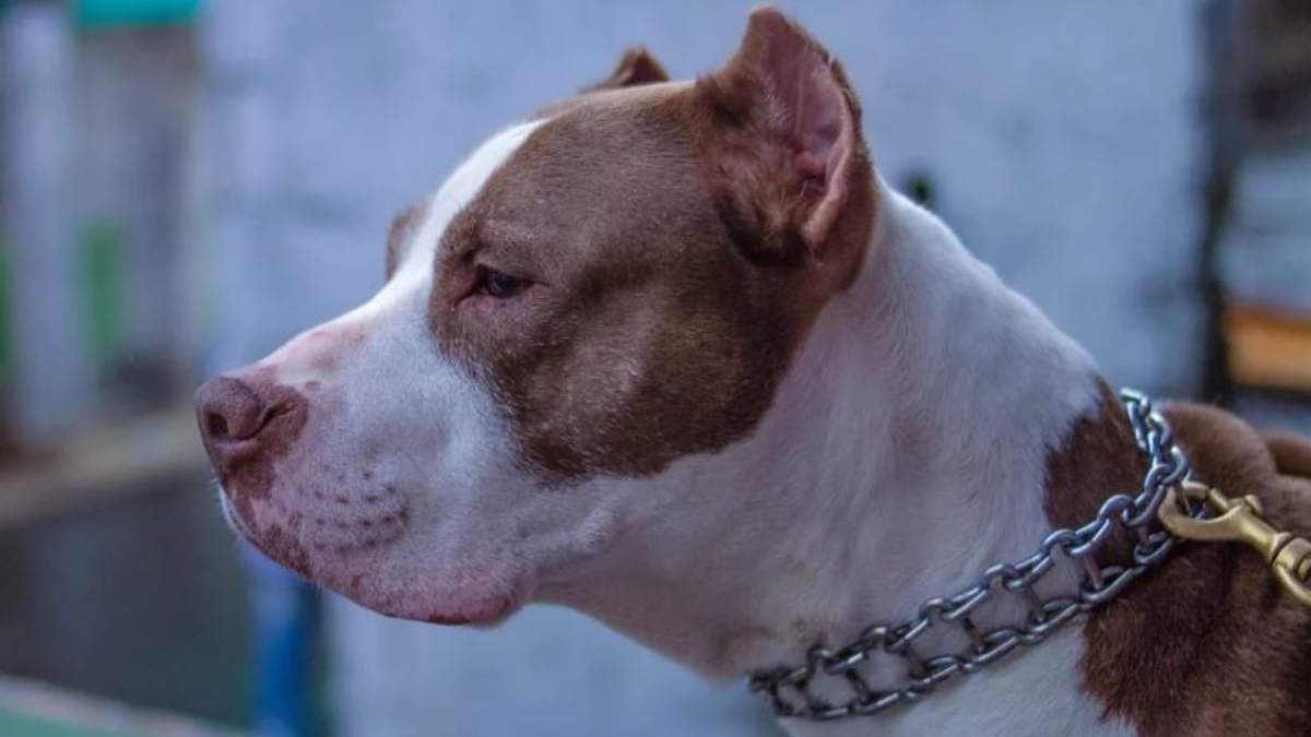 Pitbulls en Neuquén. Fuente: (Twitter)