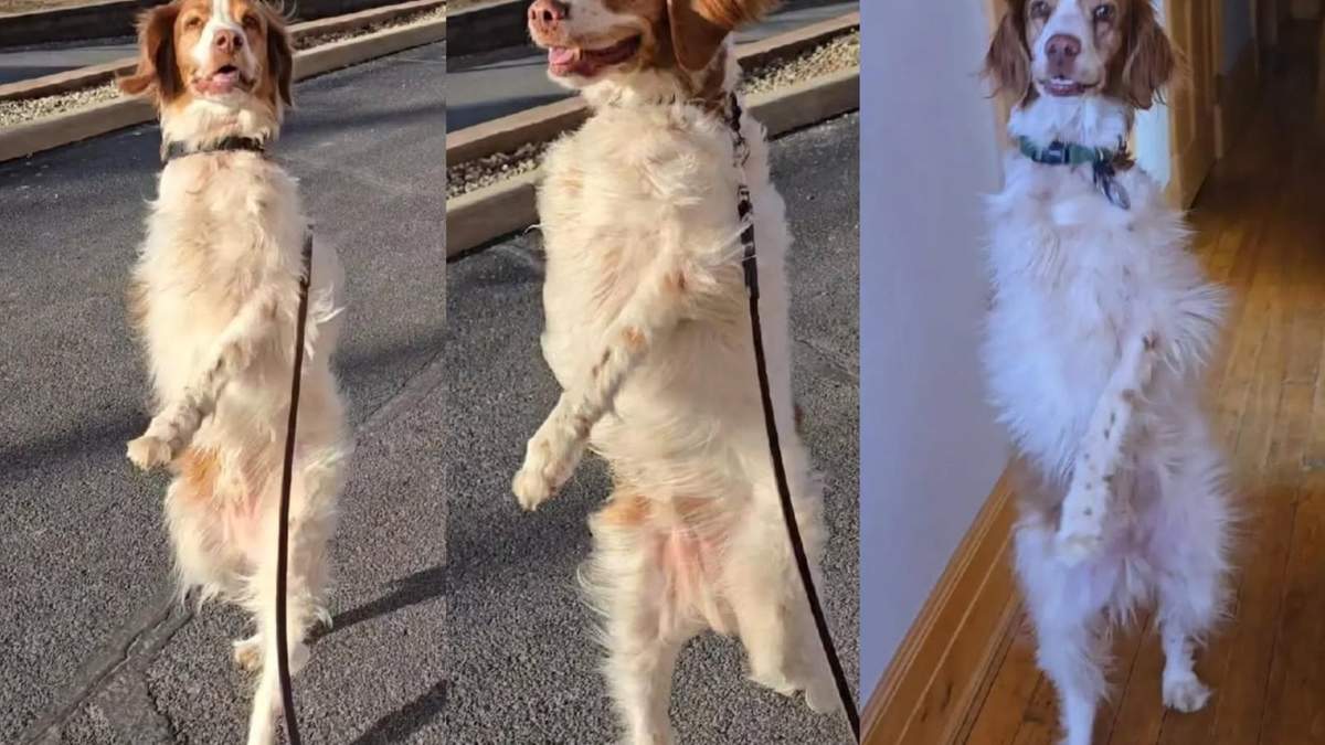 Dexter, el perro que camina en dos patas y genera pánico y ternura al mismo tiempo