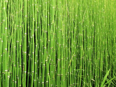 La planta prehistórica que es tendencia en decoración y además tiene propiedades medicinales