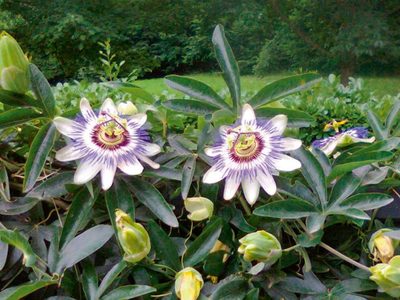 3 plantas con hermosas flores y gran poder cubritivo para tapar paredes feas o armar tu jardín vertical
