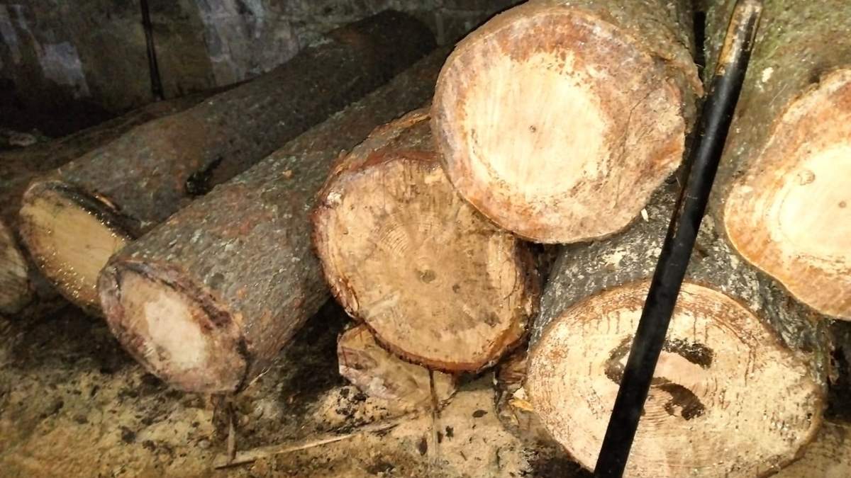 Madera localizada en el aserradero clandestino