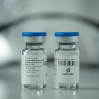 Suero equino hiperinmune: cómo funciona este innovador tratamiento contra el coronavirus