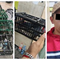 Detienen a un hombre que transportaba aves en el Metro Indios Verdes