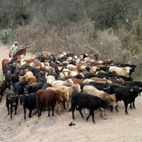 Los retos en la cadena de producción de la carne