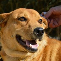 Se llevará adelante una jornada de adopción de perros y gatos en el Paseo de la Costa