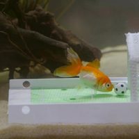 La sorprendente inteligencia de los peces