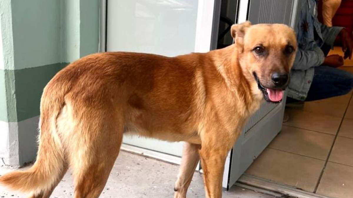 "El Palomo", un perro mestizo de dos años