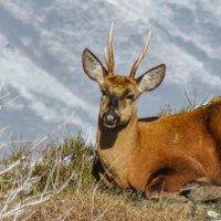 Los huemules se refugian en Santa Cruz