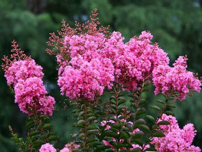 Lo queremos: el arbolito que se llena de flores en otoño y que añade un toque de color al jardín