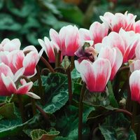 La planta que se banca todo, es fácil de cuidar y regala las flores más hermosas y coloridas de todo el invierno