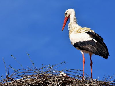 Curiosidades de la cigüeña, el pájaro que anida en las alturas