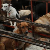 Permiten al Gobierno de la CDMX dar en adopción a perros del Refugio Franciscano