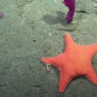 Por qué las estrellas de mar parecen tener "cola"