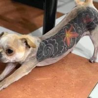 CDMX: Presentan iniciativa para prohibir y sancionar tatuajes y piercings estéticos en animales