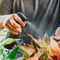 Con 1 ingrediente que tenés en la heladera, prepará este potente fertilizante para tus plantas