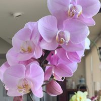 Plantas: los trucos claves que tenés que conocer para cuidar tus orquídeas y que estén hermosas