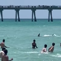 Tiburón aterroriza a vacacionistas en una playa de Florida (Video)