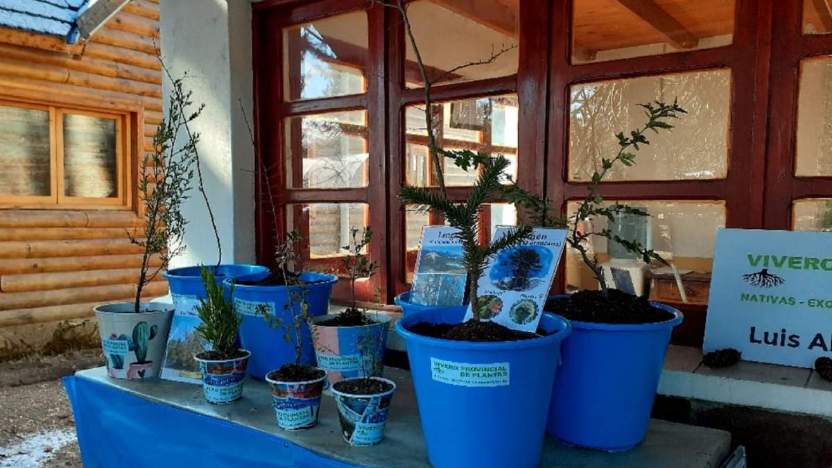 Plantas del Vivero Provincial Luis Alberto Puel en Villa Pehuenia. Fuente: (Twitter).