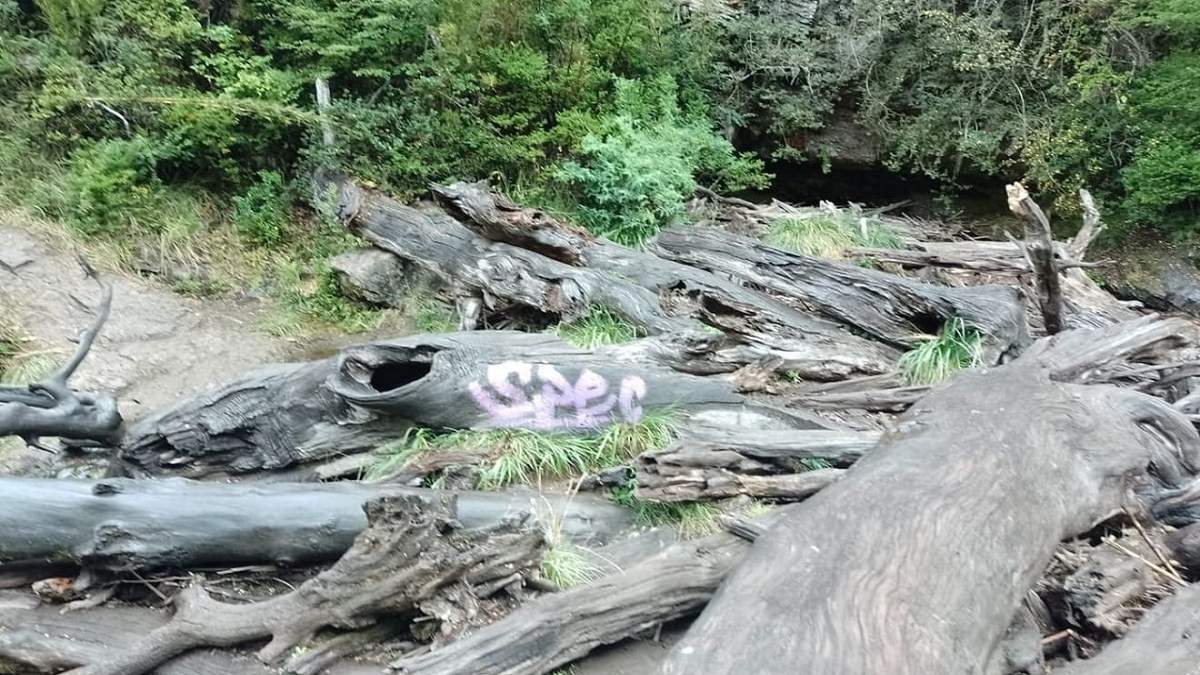 Visitantes a laccascada de Ñivinco pintaron un graffiti en uno de los troncos. Fuente: (RSM)
