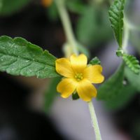 La planta milagrosa que mejora la memoria y podés incorporar en la dieta diaria