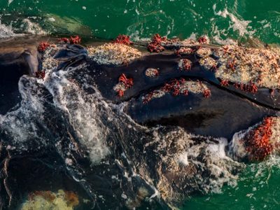 Río Negro: hallan epibiontes inéditos en una ballena franca en el Golfo San Matías