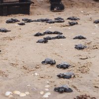 Trabaja Tamaulipas en seis programas de conservación