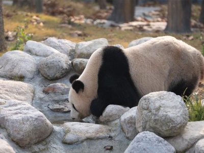 La nueva base de pandas en China recibió a más de 6.000 visitantes en su debut