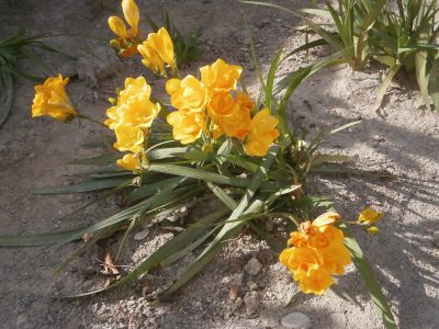 Así tenés que cuidar tu planta de Fresia para que explote de flores y crezca sana