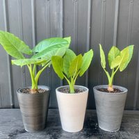 La planta de hojas enormes y rozagantes que es de muy fácil cuidado para tener en casa