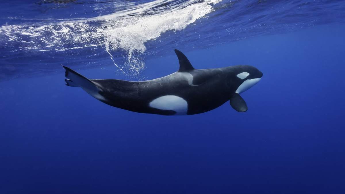 Las Orcas suelen visitar las aguas de Las Grutas en manada. Fuente: (Twitter)