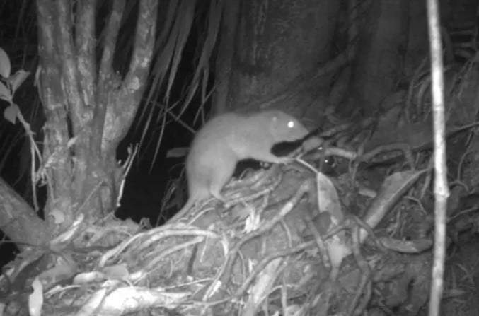 La rata gigante Vangunu es la primera nueva especie de roedor descrita en las Islas Salomón en más de 80 años.
-
