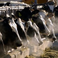 ¿Qué es la miasis por gusano barrenador y cómo prevenir esta enfermedad en humanos?