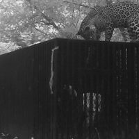 Instala Comisión de Parques collar de monitoreo en jaguar