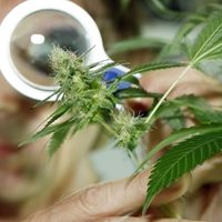 ¡Un paso adelante! El INTA comenzará a cultivar cannabis en la Patagonia