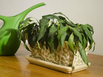 Cómo revivir una planta marchita paso a paso, según expertos en jardinería