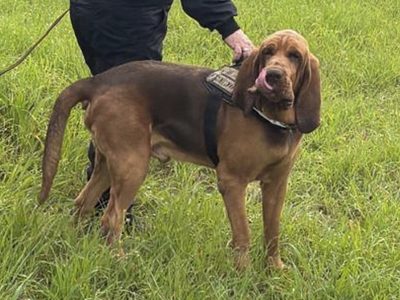 Perro policía muere tras comer comida con clavos