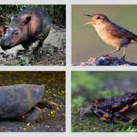 En peligro de extinción, 515 especies de vertebrados