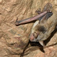 Descubrieron que una especie de murciélagos hace algo insólito para sobrevivir