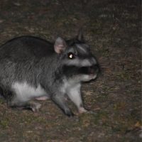 Encontraron en Chubut a un roedor que se creía extinto y los investigadores lo estudiarán