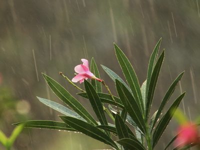 Si la lluvia llenó de hongos tus plantas, creá este fungicida barato y casero que no falla y que revitaliza el follaje