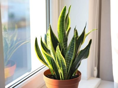 Sin gastar un peso: el truco de los viveristas para que tus plantas se mantengan hermosas todo el invierno