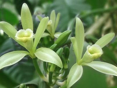 La planta que tarda casi un año en florecer y su sabor es un deleite en la cocina y uno de los más usados