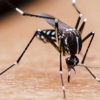 Dengue: Detectaron la presencia del mosquito vector en Neuquén pero descartas casos locales