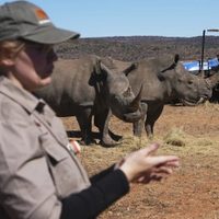Científicos sudafricanos fabrican cuernos de rinoceronte radiactivos para combatir la caza furtiva