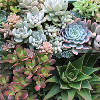 Si sos fan de las suculentas o querés comprar la primera, tenés que saber los secretos de estas fantásticas plantas