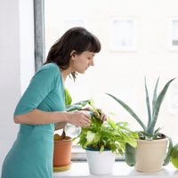 Aprendé cómo sacarle brillo a tus plantas naturales