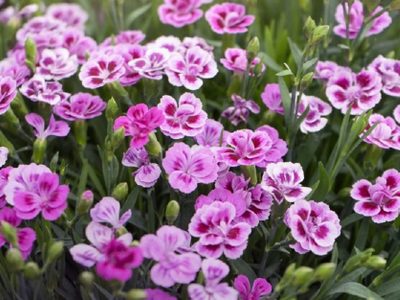 Ni rosas ni claveles: la hermosa planta que se volvió tendencia para regalar en San Valentín