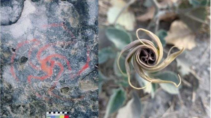 Pintura de molinete dentro de la cueva (izquierda). Flor desplegada de datura wrightii de una planta cercana al sitio de la cueva (derecha)
